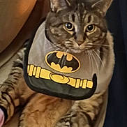 Mama'S joined the competition — help win amazing prizes! cat, tabby, batman, bib, pet, animal, feline, cute, costume, indoor, relaxed, sitting, fur, whiskers, ears, eyes, striped, mammal, domestic, funny
