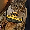 cat, tabby, batman, bib, pet, animal, feline, cute, costume, indoor, relaxed, sitting, fur, whiskers, ears, eyes, striped, mammal, domestic, funny