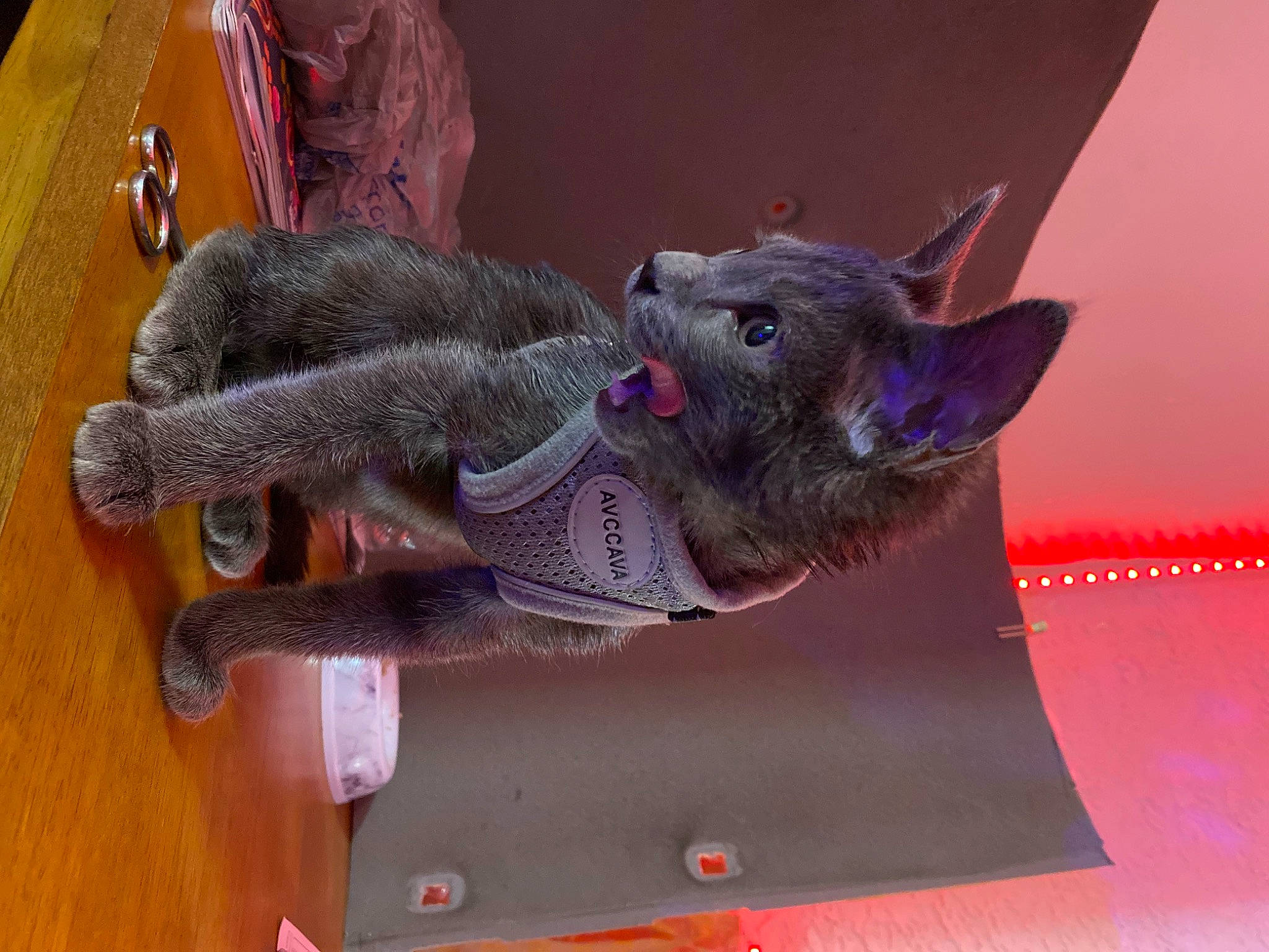 Yami joined the competition — help win amazing prizes! art, carmine, carnivore, creative_arts, dog_breed, fashion_accessory, fawn, felidae, fur, magenta, mammal, purple, sculpture, small_to_medium_sized_cats, snout, sporting_group, tail, visual_arts, wood, working_animal