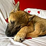 dog, puppy, sleeping, paw, nose, fur, bed, pillow, blanket, heart_pattern, red_wall, cute, close_up, portrait, resting, pet, domestic_animal, cozy, whiskers, tail