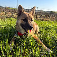 Arès participe au concours pour gagner de l'argent avec cette photo : dog, grass, outdoor, sunlight, vineyard, field, sky, happy, tongue_out, ears, red_harness, portrait, close_up, greenery, nature, playing, pet, brown_fur, eye, summer