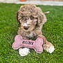puppy, dog, grass, toy, bone_shaped_toy, curly_fur, brown_fur, white_paws, outdoor, greenery, blurred_background, potted_plant, brick_wall, pet, cute, animal, lying_down, close_up, portrait, playful