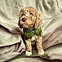 puppy, dog, curly_fur, green_collar, feathers, jewel, pet, animal, cute, soft_texture, fabric, background, brown_fur, white_paws, sitting, looking_up, adorable, portrait, indoor, cozy