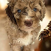 Ruby joined the competition — help win amazing prizes! puppy, dog, close_up, curly_fur, brown, blue_eyes, pet, animal, cute, fur, young, portrait, indoor, adorable, looking_at_camera, fluffy, mammal, domestic_animal, face, soft_light