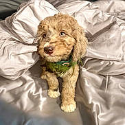 Ruby joined the competition — help win amazing prizes! animal, bed, blanket, brown_fur, close_up, collar, cozy, curly_hair, cute, dog, fur, indoor, looking_away, pet, puppy, rumpled_bedding, small_dog, soft_lighting, texture, white_paws
