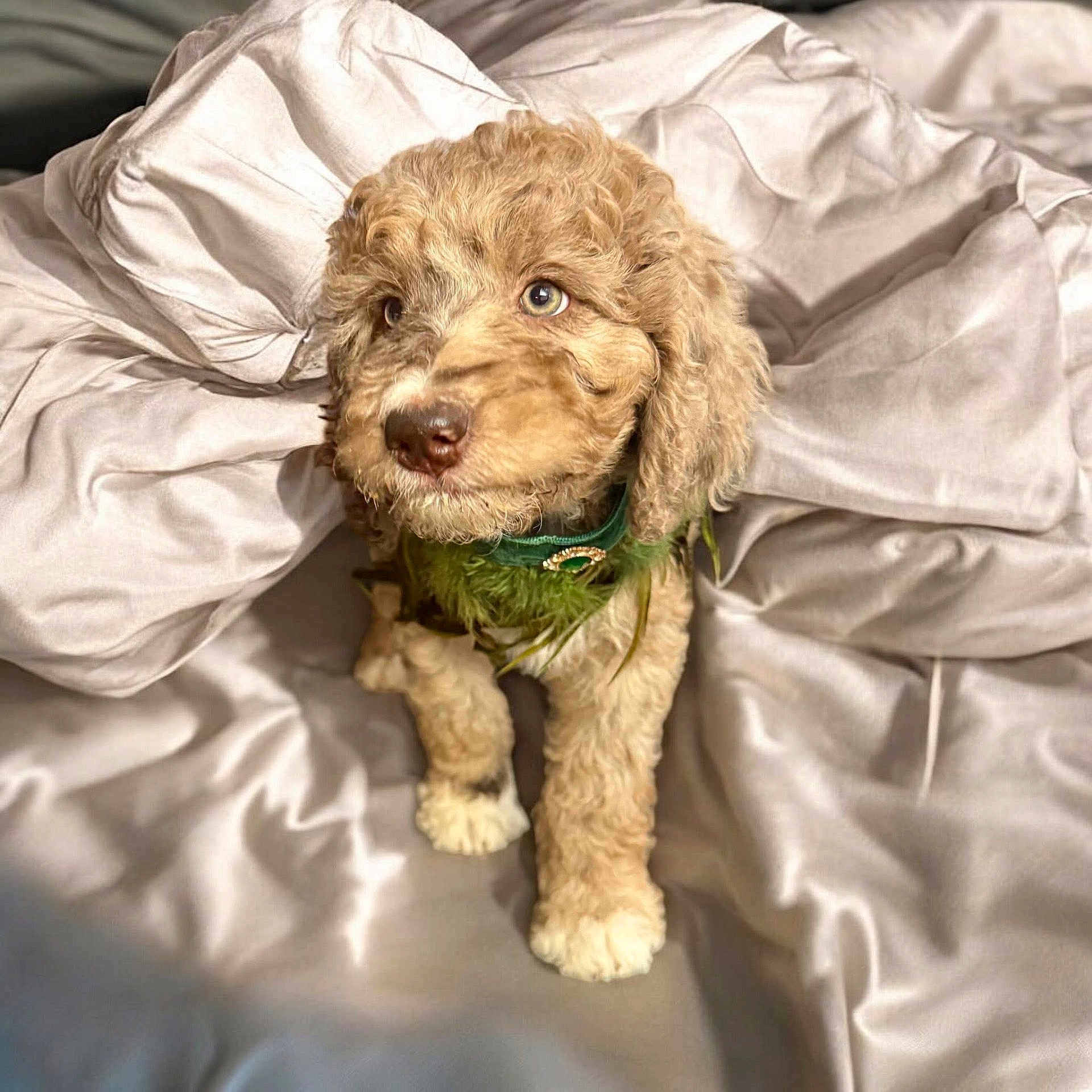 Ruby joined the competition — help win amazing prizes! animal, bed, blanket, brown_fur, close_up, collar, cozy, curly_hair, cute, dog, fur, indoor, looking_away, pet, puppy, rumpled_bedding, small_dog, soft_lighting, texture, white_paws