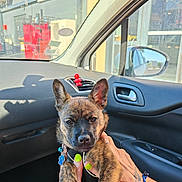 Valerie Peyragua a rejoint le concours — aidez-le/la à gagner de superbes lots ! puppy, dog, brindle, pet, car_interior, hands, nail_polish, tattoos, harness, dog_tag, window, side_mirror, dashboard, vent, sunlight, shadow, seat, human, holding, close_up