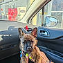 puppy, dog, brindle, pet, car_interior, hands, nail_polish, tattoos, harness, dog_tag, window, side_mirror, dashboard, vent, sunlight, shadow, seat, human, holding, close_up