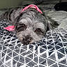 animal, bandana, bed, brown_eyes, closeup, companion, cozy, cute, dog, domestic_animal, fluffy, gray_fur, indoors, lying_down, patterned_bedspread, pet, portrait, relaxed, resting, sleepy