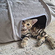 Arya a rejoint le concours — aidez-le/la à gagner de superbes lots ! kitten, cat, tabby, pet, animal, indoor, fabric_tunnel, carpet, curious, cute, whiskers, playful, paws, young, feline, striped, resting, cozy, soft, small