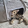 kitten, cat, tabby, pet, animal, indoor, fabric_tunnel, carpet, curious, cute, whiskers, playful, paws, young, feline, striped, resting, cozy, soft, small
