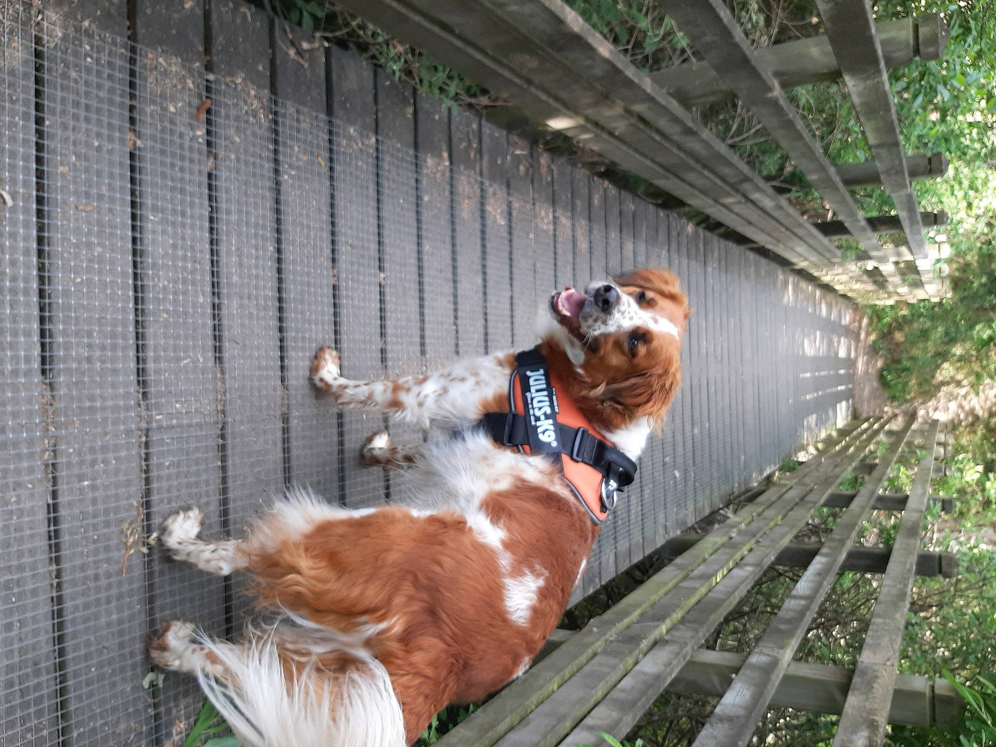 Max a rejoint le concours — aidez-le/la à gagner de superbes lots ! bulldog, carnivore, collar, companion_dog, dog, dog_breed, dog_collar, dog_supply, door, fawn, fur, grass, leash, liver, pet_supply, plant, sporting_group, tail, wood, working_animal