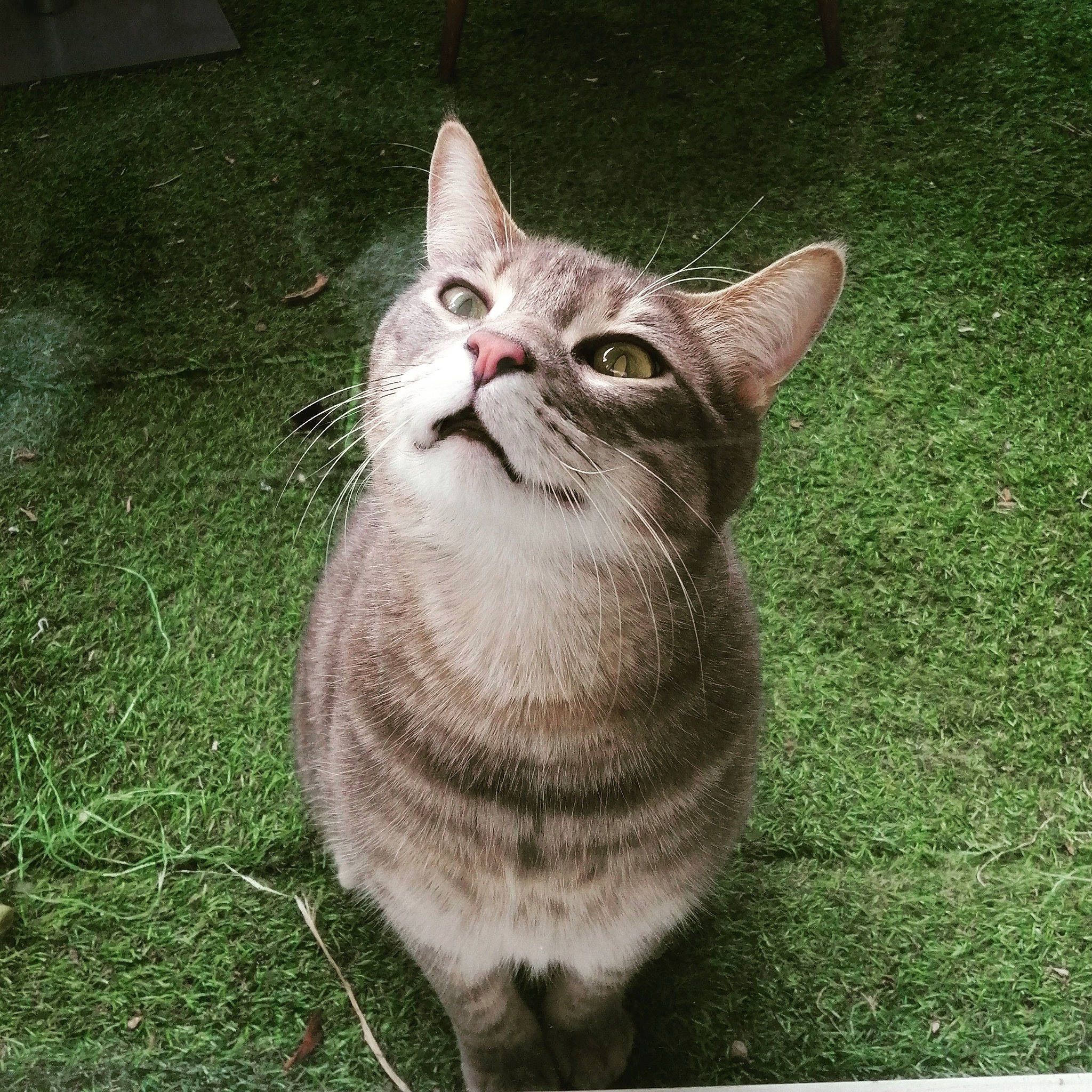 Lost a rejoint le concours — aidez-le/la à gagner de superbes lots ! carnivore, cat, domestic_short_haired_cat, door, felidae, fur, grass, lynx, paw, rectangle, small_to_medium_sized_cats, snout, tail, terrestrial_animal, whiskers, window