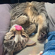 Miss Halley-Tosis joined the competition — help win amazing prizes! cat, kitten, tabby, tongue_out, whiskers, paw, feline, fur, sleeping, cozy, blanket, fabric, close_up, pet, animal, cute, relaxed, indoor, soft_light, resting