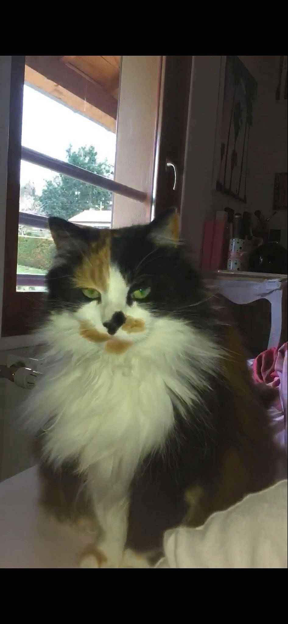 Pirate a rejoint le concours — aidez-le/la à gagner de superbes lots ! art, carnivore, cat, comfort, felidae, flooring, fur, hardwood, iris, maine_coon, small_to_medium_sized_cats, snout, tail, terrestrial_animal, tree, whiskers, window