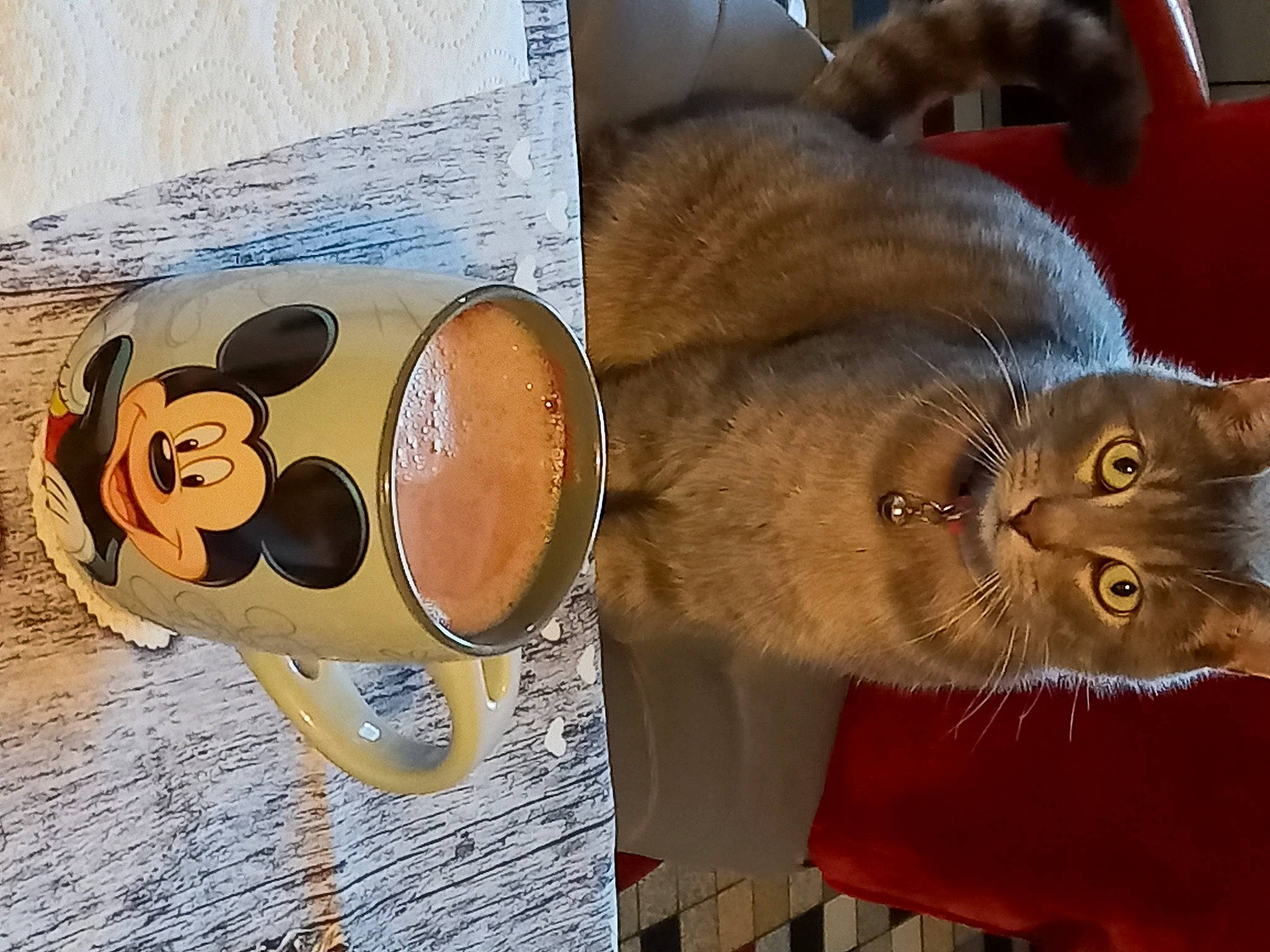 Riri participe au concours pour gagner de l'argent avec cette photo : animated_cartoon, art, carnivore, cat, comfort_food, domestic_short_haired_cat, fawn, felidae, font, fur, metal, photo_caption, small_to_medium_sized_cats, snout, tableware, tail, vertebrate, visual_arts, whiskers, wood