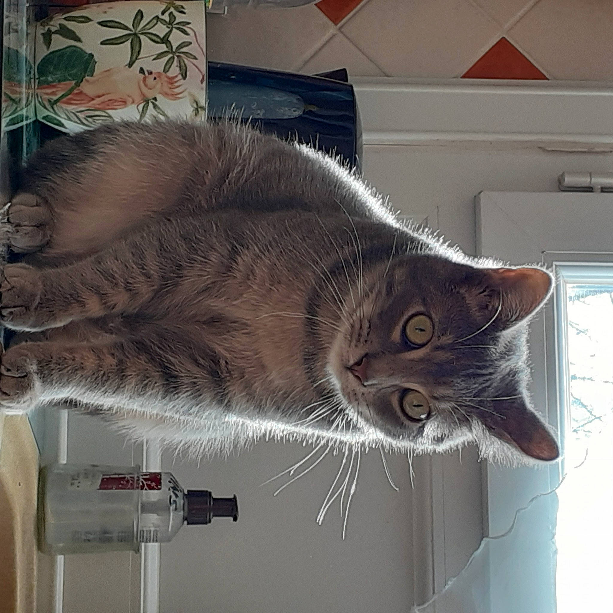 Riri participe au concours pour gagner de l'argent avec cette photo : art, carnivore, cat, claw, domestic_short_haired_cat, door, electrical_wiring, felidae, flowerpot, fur, metal, room, small_to_medium_sized_cats, snout, tail, visual_arts, whiskers, window, wood