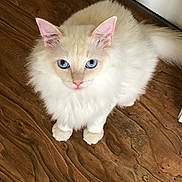 Tom And Jeri is registered to the contest to win money with this photo: animal, blue_eyes, cat, cream_colored, cute, domestic_cat, ears, feline, flooring, fluffy, fur, indoor, looking_up, mammal, paws, pet, portrait, tail, whiskers, wooden_floor