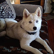 Josie joined the competition — help win amazing prizes! dog, husky, puppy, blue_eyes, couch, blanket, indoor, living_room, fireplace, decor, home, pet, canine, relaxing, fur, animal, companion, cute, domestic, laying_down