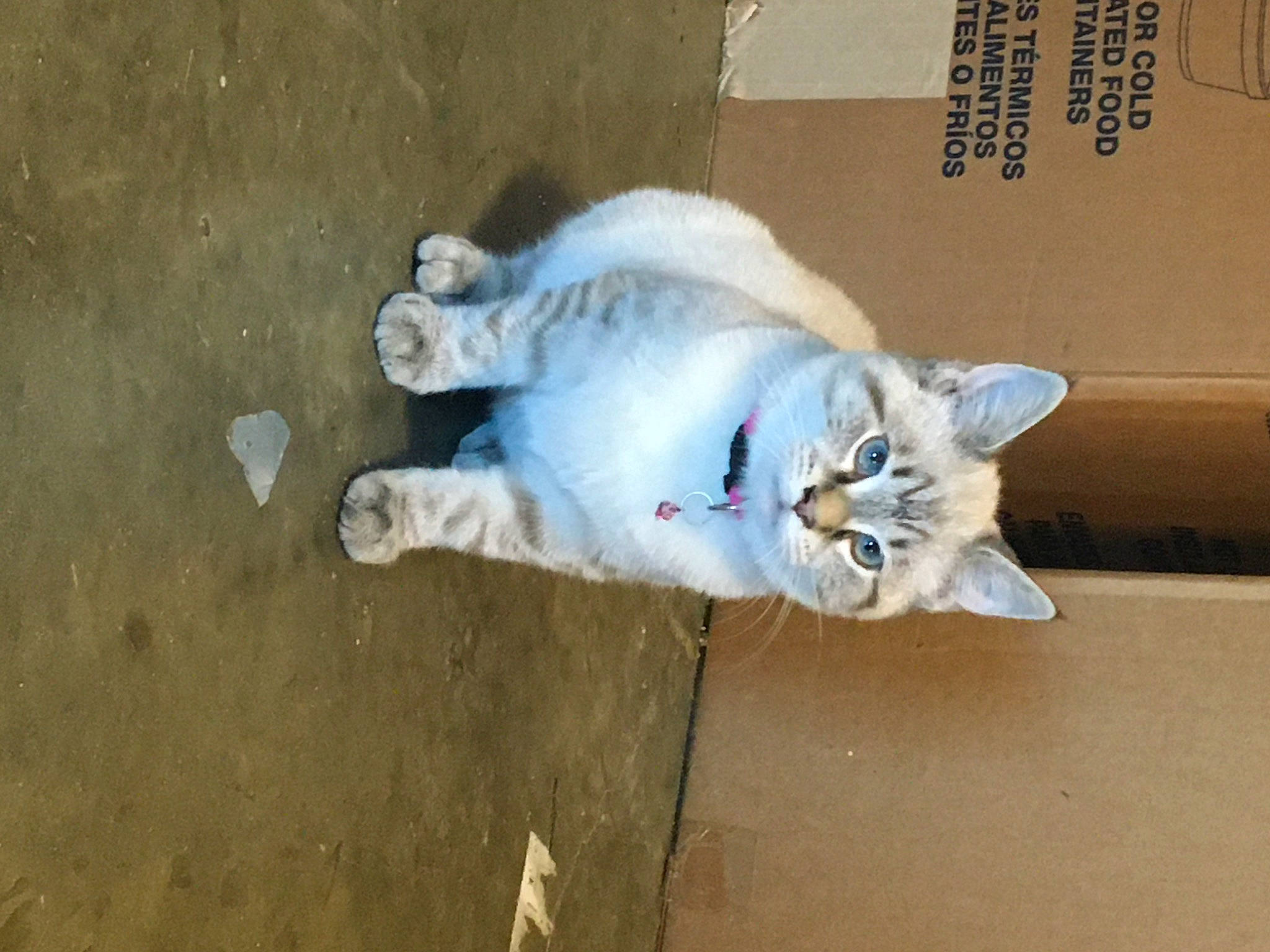 Indica Rayne joined the competition — help win amazing prizes! carnivore, cat, claw, comfort, domestic_short_haired_cat, fawn, felidae, flooring, fur, grey, paw, photo_caption, small_to_medium_sized_cats, tail, whiskers, wood