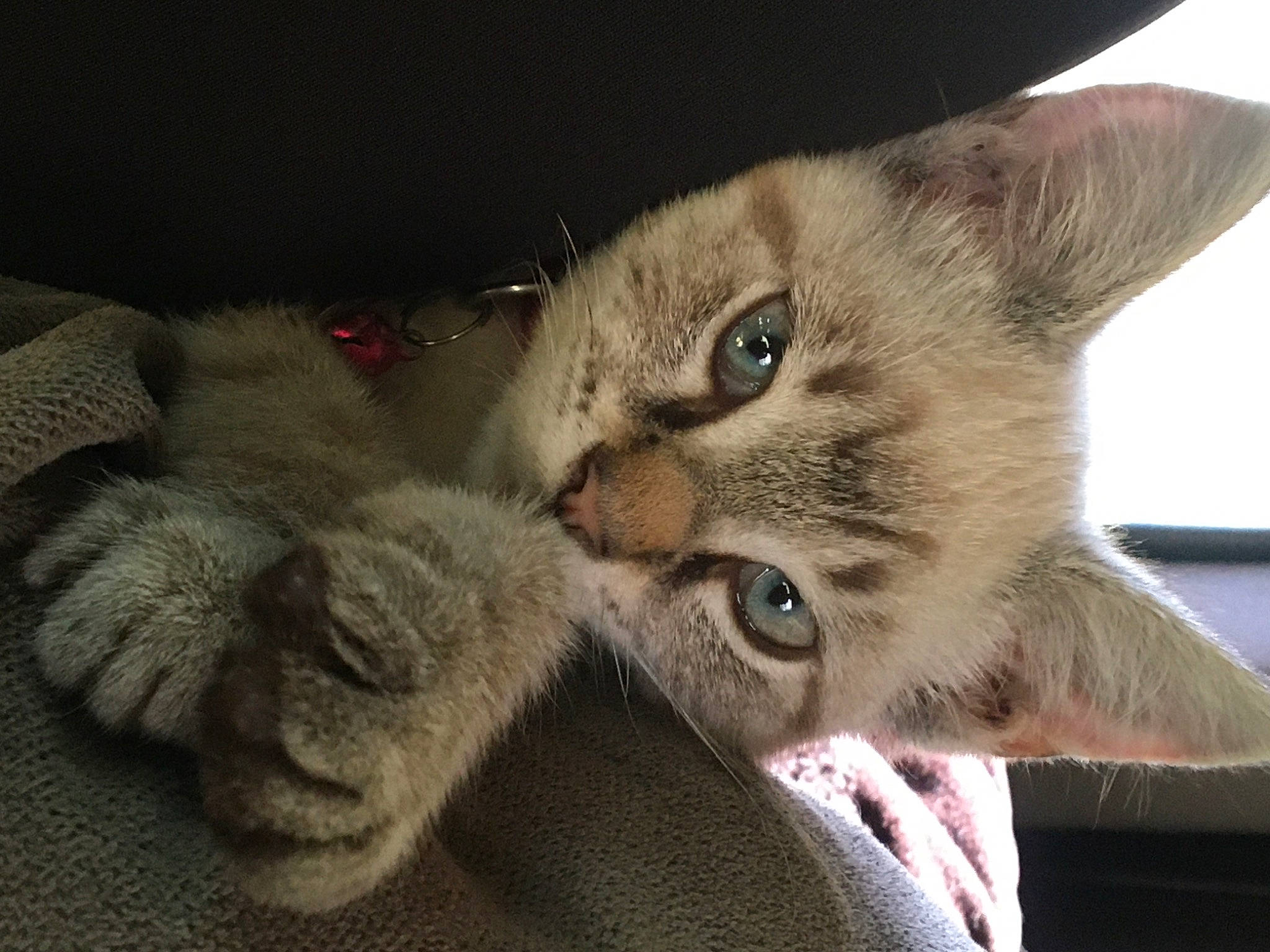 Indica Rayne is registered to the contest to win money with this photo: carnivore, cat, claw, comfort, domestic_short_haired_cat, ear, felidae, fur, grey, paw, small_to_medium_sized_cats, snout, tail, whiskers