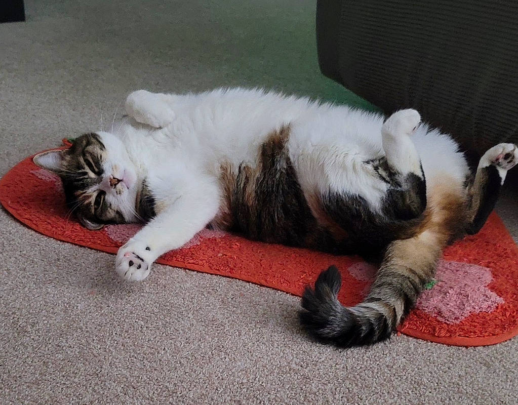 Avery joined the competition — help win amazing prizes! carnivore, cat, claw, comfort, domestic_short_haired_cat, felidae, flooring, foot, fur, human_leg, nap, paw, small_to_medium_sized_cats, snout, tail, terrestrial_animal, whiskers