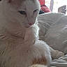 cat, white_cat, ginger_cat, pet, indoor, bed, blanket, red_curtain, window, relaxed, feline, fur, paw, resting, domestic_animal, animal, cozy, sleepy, person_foot, home
