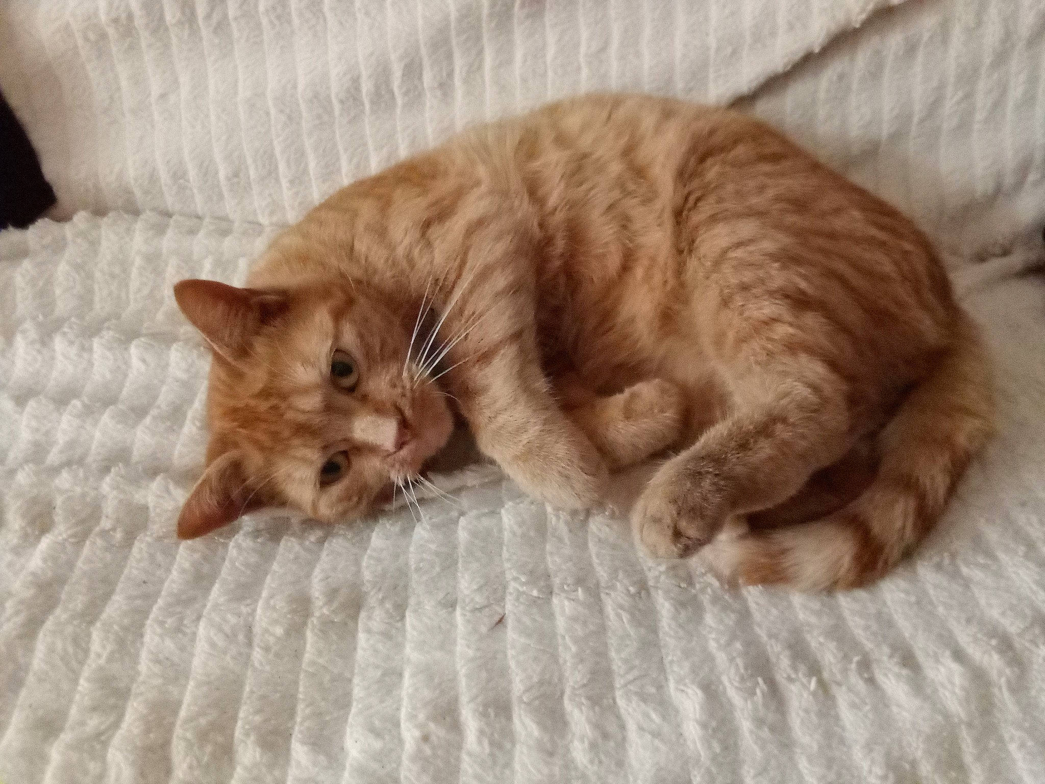 Choupette a rejoint le concours — aidez-le/la à gagner de superbes lots ! carnivore, cat, cat_bed, cat_supply, claw, comfort, domestic_short_haired_cat, fawn, felidae, fur, nap, paw, pet_supply, sleep, small_to_medium_sized_cats, snout, tail, whiskers