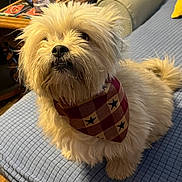 Boom Boom is registered to the contest to win money with this photo: adorable, animal, bandana, blue_blanket, canine, companion, curious, cute, dog, domestic_animal, fluffy_dog, fur, furniture, indoor, looking_up, pet, portrait, resting, small_dog, white_dog