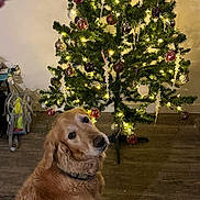 Quinn joined the competition — help win amazing prizes! animal, candy_canes, canine, christmas, christmas_tree, collar, cute, decorations, dog, festive, floor, golden_retriever, holiday, indoor, lights, ornaments, pet, tree_stand, wall, wood_floor