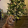 animal, candy_canes, canine, christmas, christmas_tree, collar, cute, decorations, dog, festive, floor, golden_retriever, holiday, indoor, lights, ornaments, pet, tree_stand, wall, wood_floor