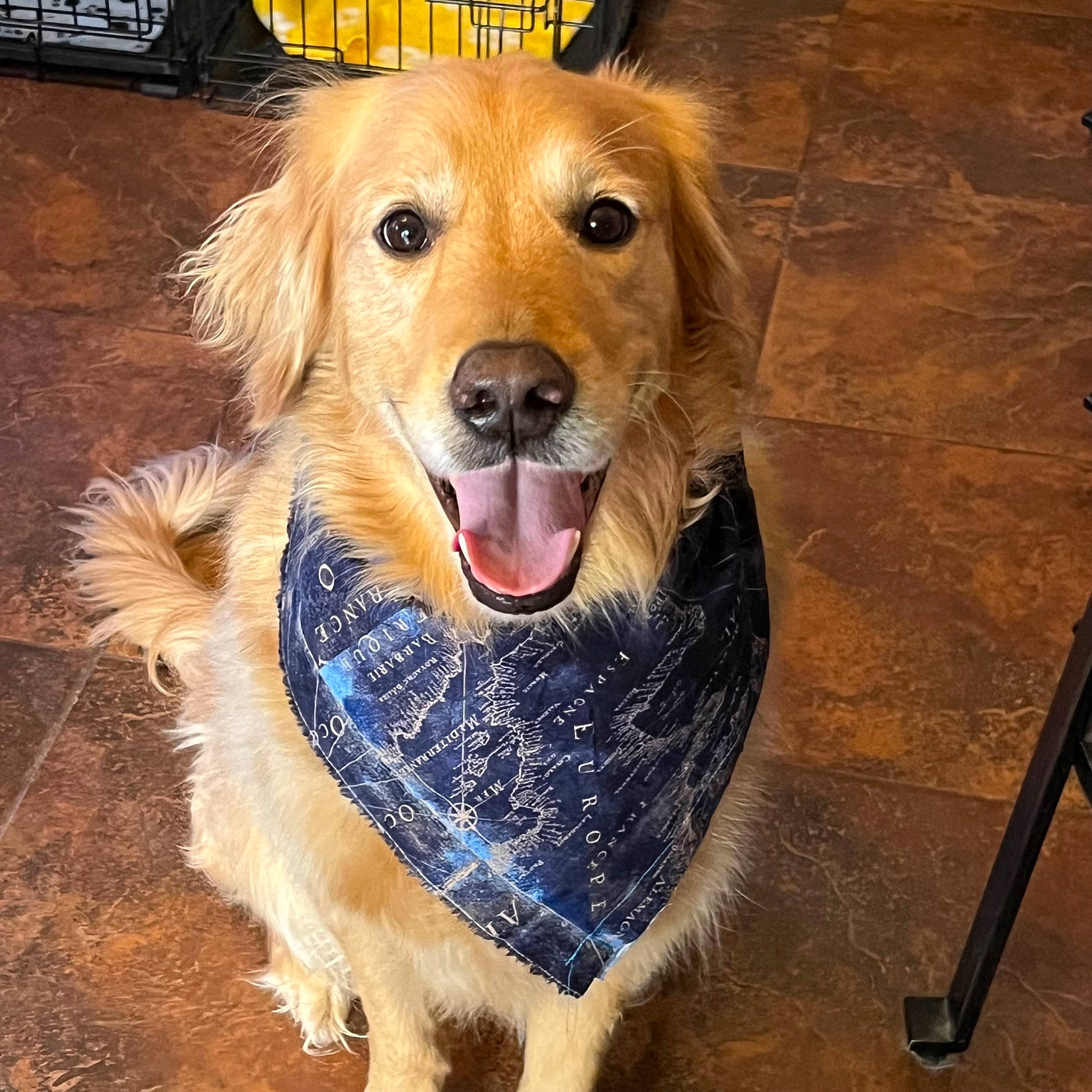 Quinn joined the competition — help win amazing prizes! art, ball, canidae, carnivore, companion_dog, dog, dog_breed, dog_collar, fawn, fur, gun_dog, happy, paw, shout, smile, snout, sporting_group, whiskers, wood, working_animal