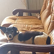 Chanel a rejoint le concours — aidez-le/la à gagner de superbes lots ! animal, black_and_white, companion, curious, cute, dog, domestic, ears, furniture, indoor, leather_couch, living_room, pet, relaxed, resting, seat, side_view, small_dog, snout, stuffed_toy