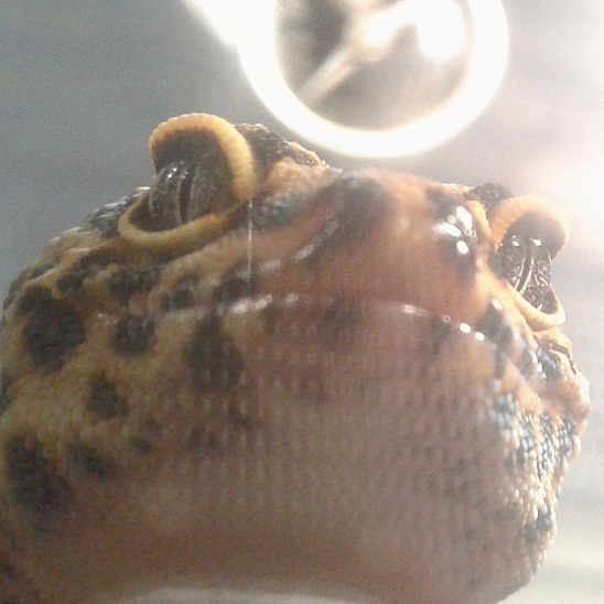 Dre joined the competition — help win amazing prizes! fawn, neck, snout