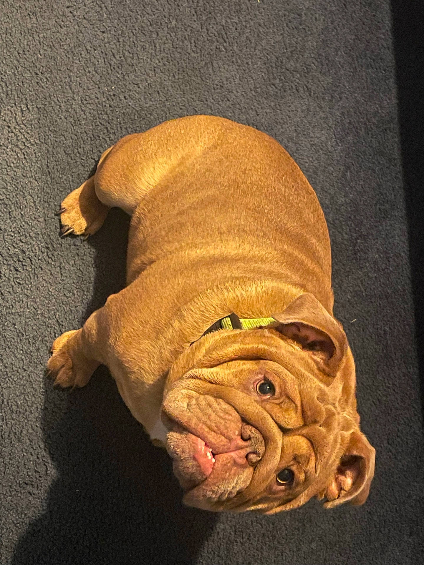 Bear