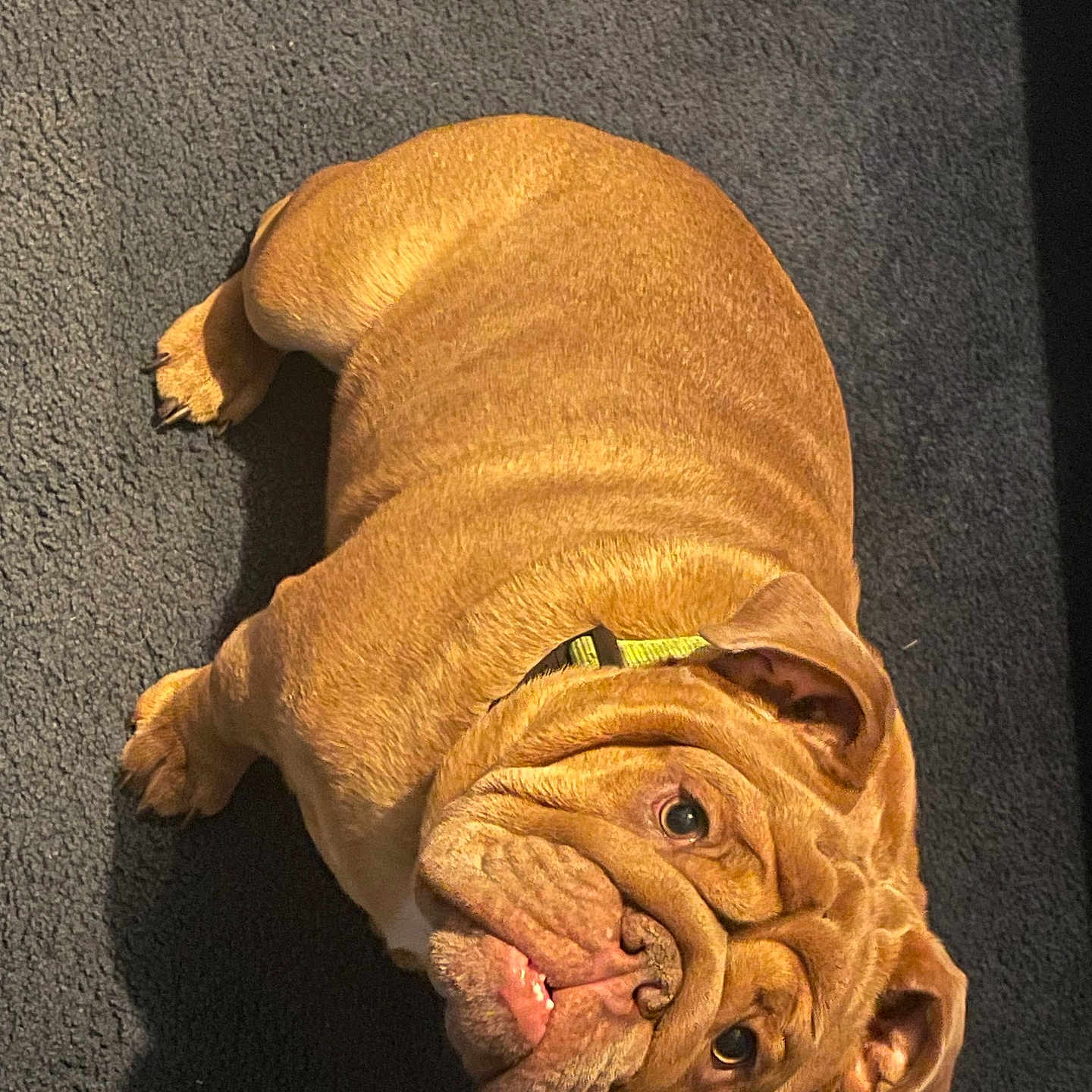 Bear