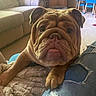 Bear is registered to the contest to win money with this photo: animal, blue_chair, bulldog, carpet, close_up, companion, couch, cozy, cute, dog, furniture, indoor, jeans, living_room, paw, pet, resting, ripped_jeans, television, wrinkles