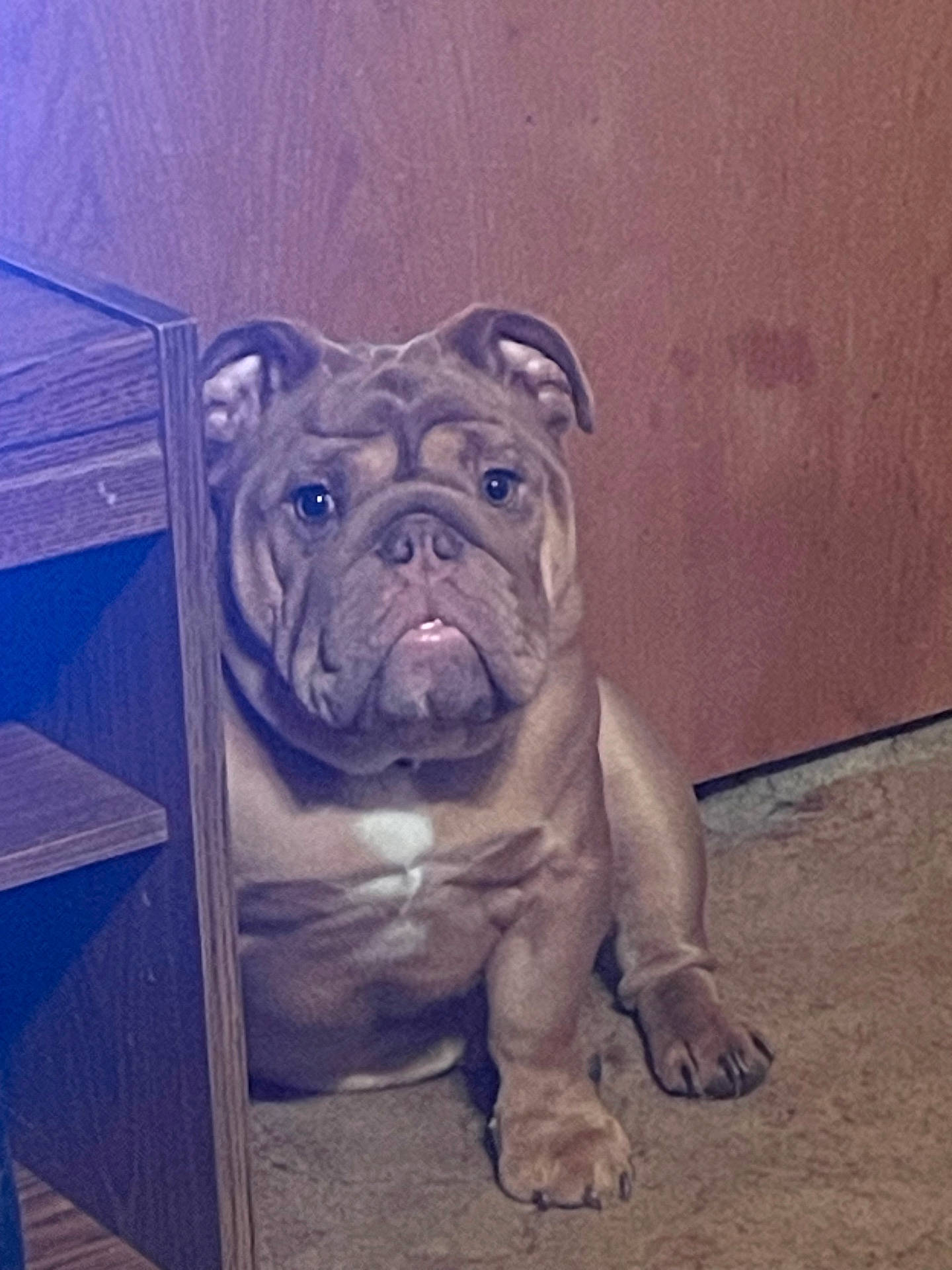 Bear is registered to the contest to win money with this photo: animal, brown, bulldog, canine, carpet, companion, cute, dog, domestic, ears, face, floor, indoor, looking, mammal, paw, pet, portrait, sitting, wooden_furniture