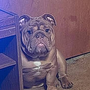 Bear is registered to the contest to win money with this photo: bulldog, dog, pet, indoor, carpet, wooden_furniture, brown, animal, mammal, portrait, sitting, looking, ears, face, paw, floor, domestic, cute, companion, canine