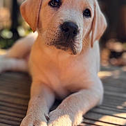 Bambi is registered to the contest to win money with this photo: adorable, animal, close_up, cute, daylight, dog, fur, labrador, lying_down, nose, outdoor, paw, pet, playful, puppy, soft_focus, sunlight, toy, wooden_deck, young