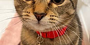Cookie Cannoli joined the competition — help win amazing prizes! animal, bell, cat, closeup, collar, curious, cute, domestic, ears, eyes, feline, fur, indoor, mammal, pet, pink_towel, portrait, soft, tabby, whiskers