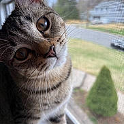 Cookie Cannoli is registered to the contest to win money with this photo: animal, brown_eyes, cat, close_up, curious, daylight, feline, fur, indoor, looking, nature, outdoor_view, pet, portrait, reflection, screen, tabby, whiskers, window, young_cat