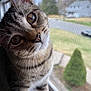 cat, tabby, close_up, window, screen, whiskers, fur, curious, pet, animal, outdoor_view, nature, reflection, brown_eyes, daylight, portrait, feline, indoor, young_cat, looking