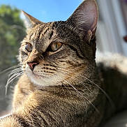 Cookie Cannoli joined the competition — help win amazing prizes! cat, tabby, close_up, fur, whiskers, ear, eye, indoor, window, sunlight, reflection, animal, pet, mammal, relaxed, portrait, nature, daylight, focus, feline