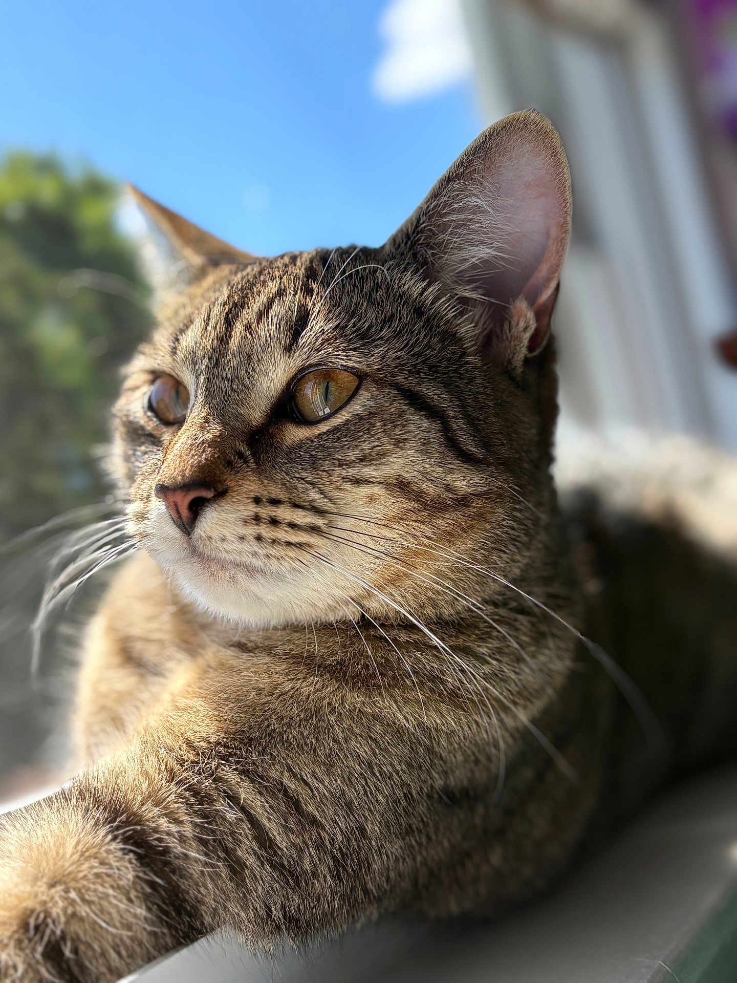 Cookie Cannoli joined the competition — help win amazing prizes! cat, tabby, close_up, fur, whiskers, ear, eye, indoor, window, sunlight, reflection, animal, pet, mammal, relaxed, portrait, nature, daylight, focus, feline