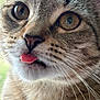 cat, tabby, close_up, tongue_out, whiskers, fur, pet, animal, cute, face, eyes, nose, mouth, indoor, curious, mammal, feline, portrait, soft_light, natural_background