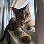 cat, tabby, windowsill, stretching, paw, indoor, curious, pet, animal, fur, whiskers, ears, tail, house, window, daylight, screen, relaxed, closeup, feline