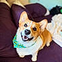 animal, bandana, blanket, companion, corgi, couch, cozy, cute, dog, domestic, ears, friendly, fur, happy, indoor, looking_up, pet, portrait, purple, smiling