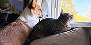 Sawyer joined the competition — help win amazing prizes! dog, cat, window, couch, indoor, pet, animal, sunlight, curious, looking_out, fur, cozy, domestic, side_by_side, relaxed, natural_light, companion, brown, gray, home
