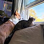 dog, cat, window, couch, indoor, pet, animal, sunlight, curious, looking_out, fur, cozy, domestic, side_by_side, relaxed, natural_light, companion, brown, gray, home